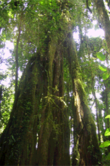 Monteverde